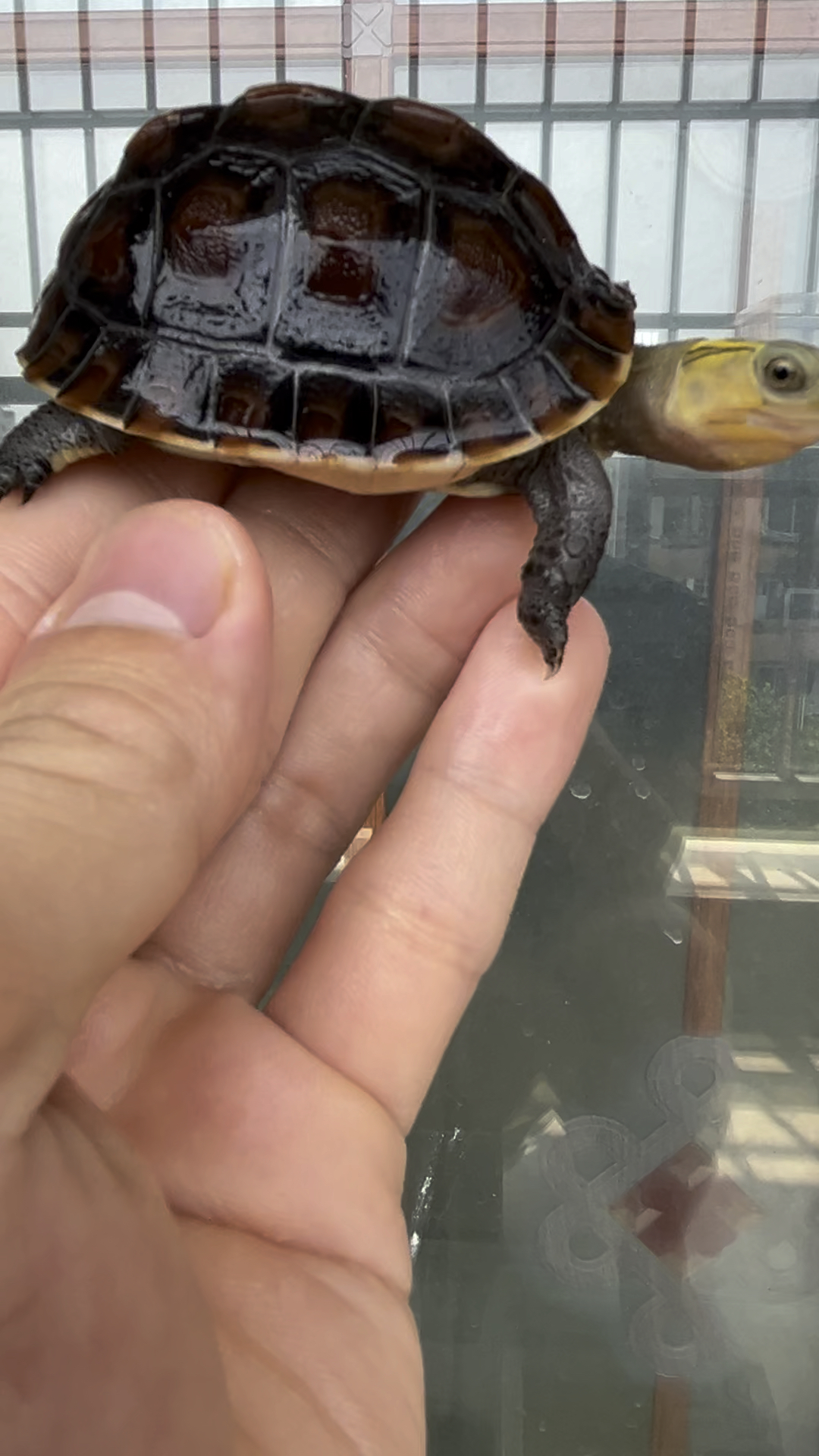 正宗纯种台缘龟 传说天花