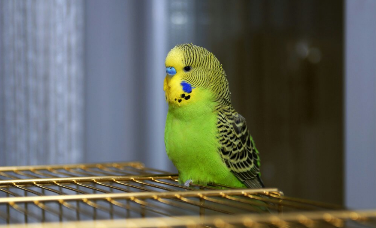 绿色鹦鹉品种