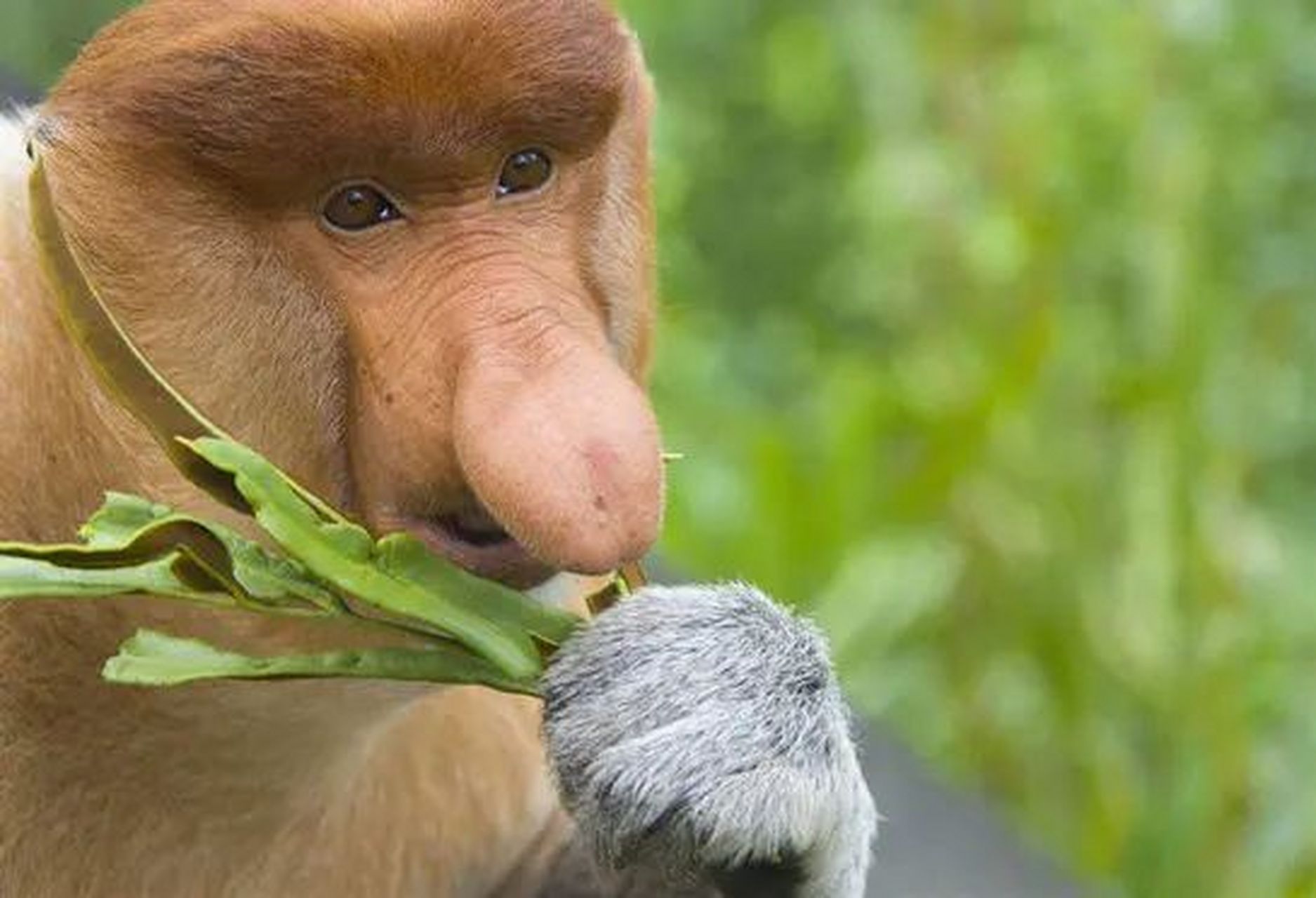 大鼻子猴猴,它的鼻子真的好大啊
