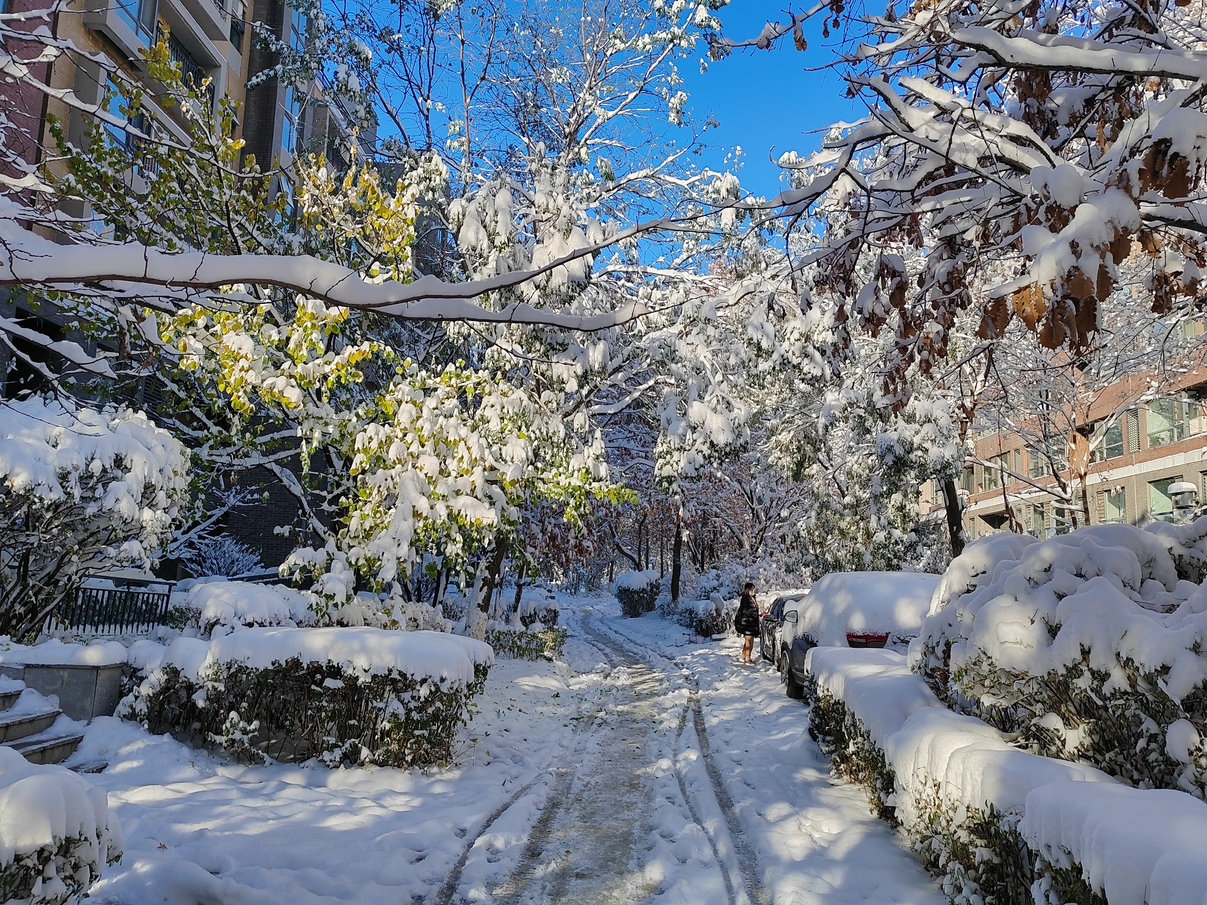 沈阳雪景诗歌（沈阳雪景图片2019） 沈阳雪景诗歌（沈阳雪景图片2019）《沈阳的雪景》 诗歌赏析