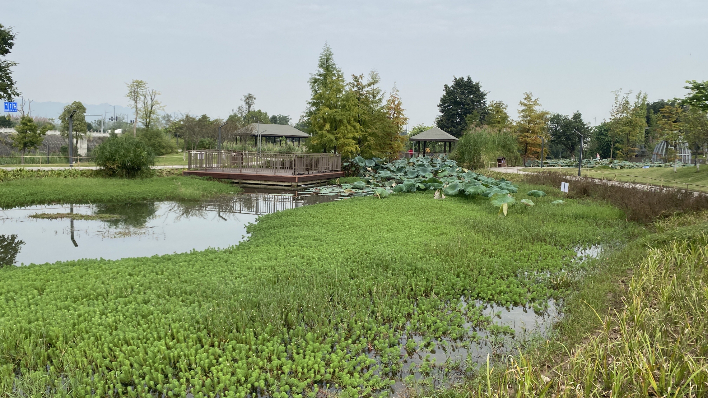 重庆金凤花房子湿地公园是一个集休闲,观光,游玩于一体的综合性公园.