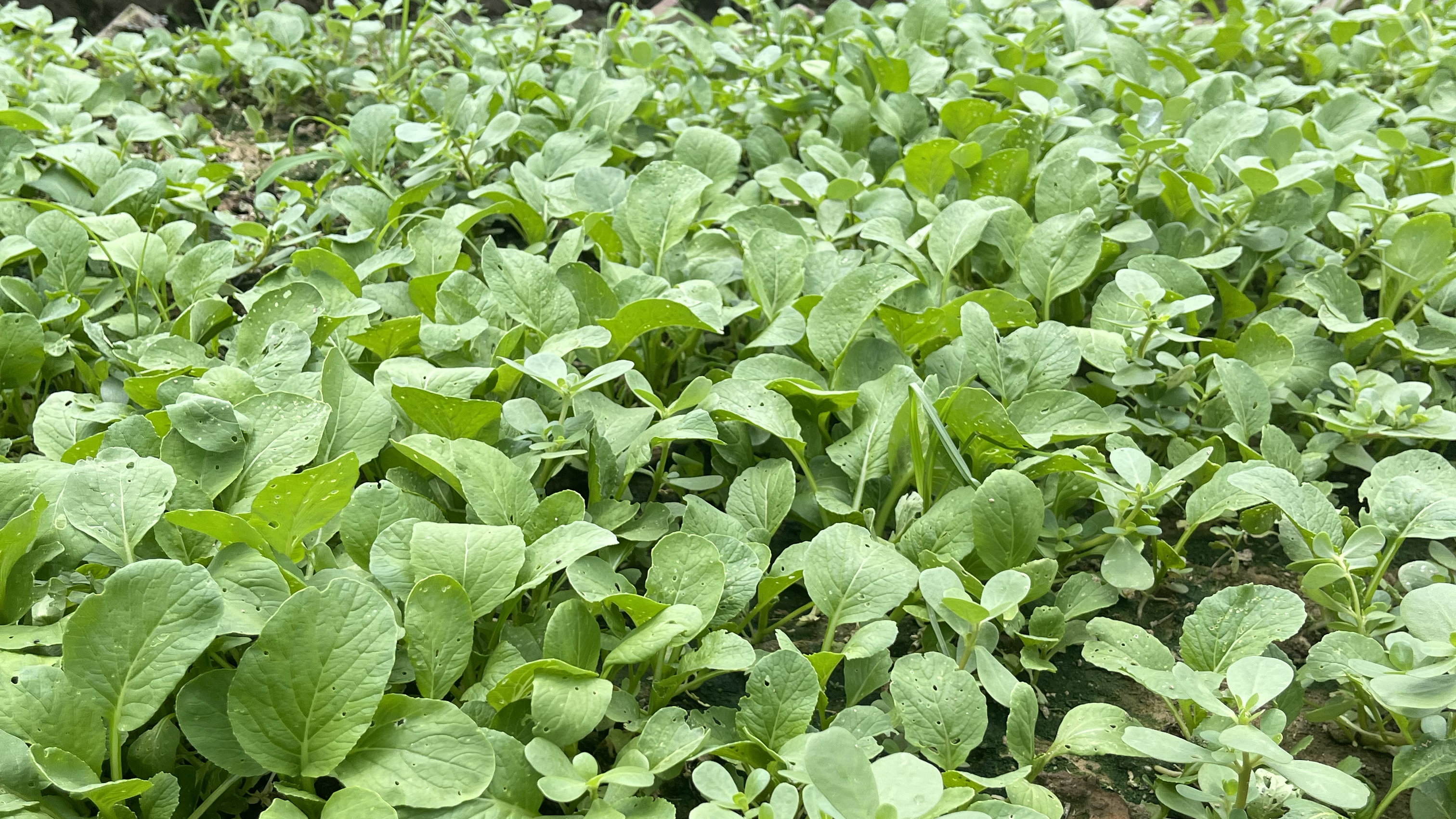 青菜萝卜小白菜上面生虫子不想打农药撒点这东西,虫子一个都没有