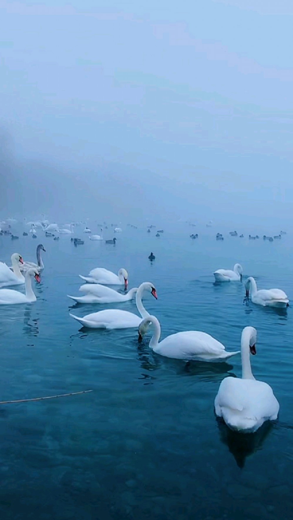 美丽的天鹅湖