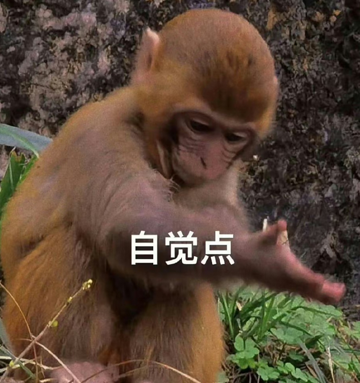 身为人类能不能自觉点,猴儿都这么有素质了[嘻嘻]