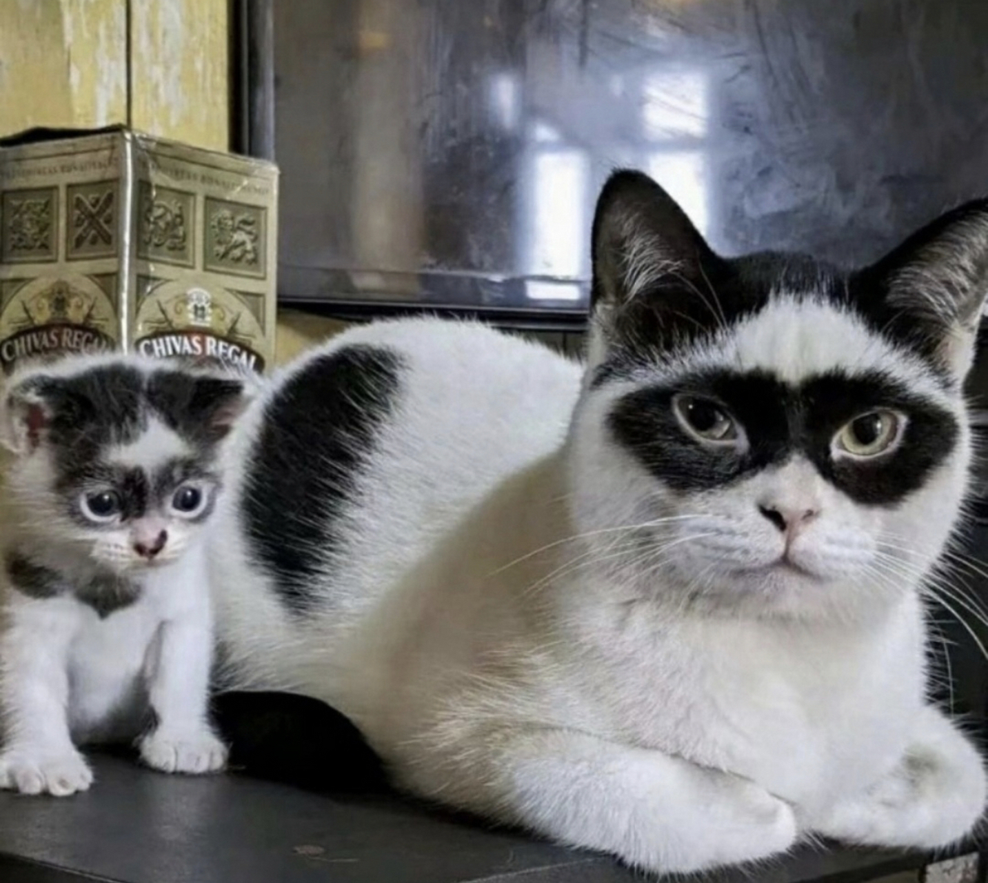 夜礼服假面猫?佐罗猫?墨镜猫?蝙蝠侠猫?[偷笑][偷笑]孩子完美的继承了