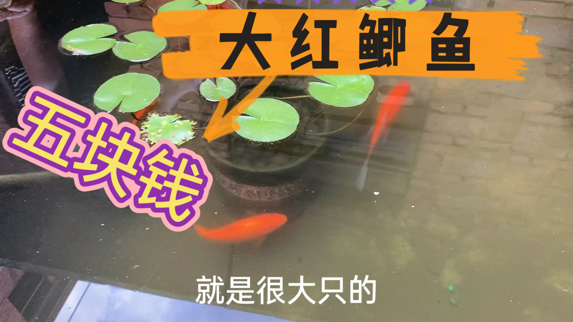 花十块钱买了两只大红鲫鱼,杨姐把它们放进鱼池,真不错!