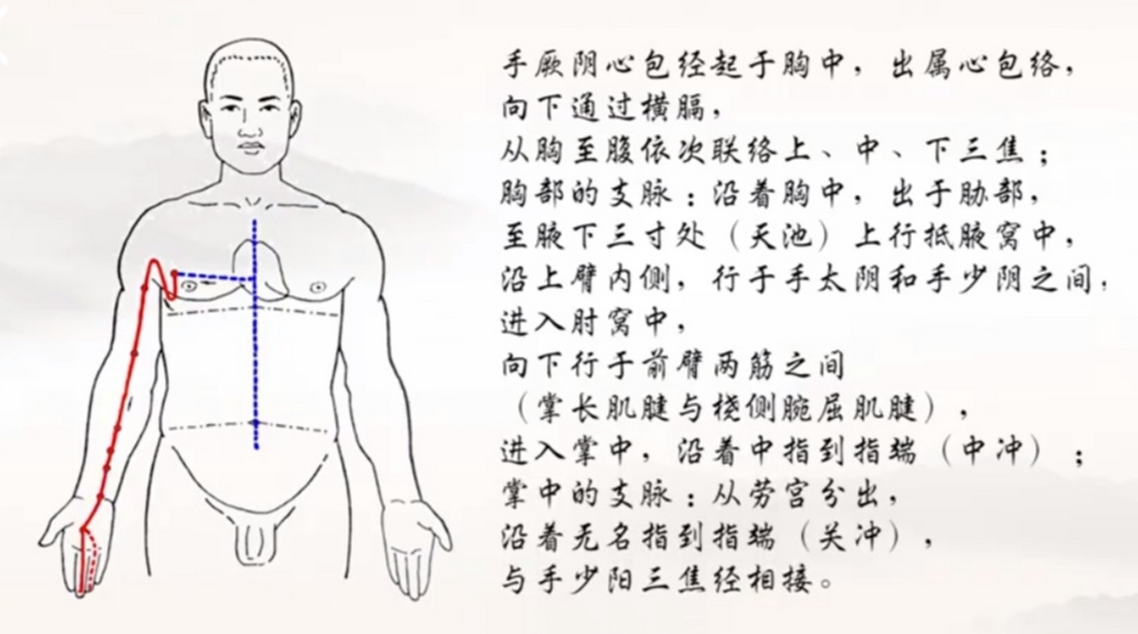 心包经走向经络图图片