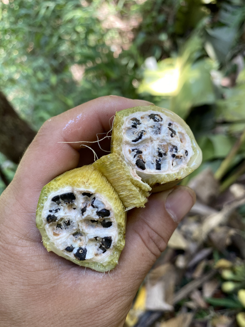 芭蕉树果实图片