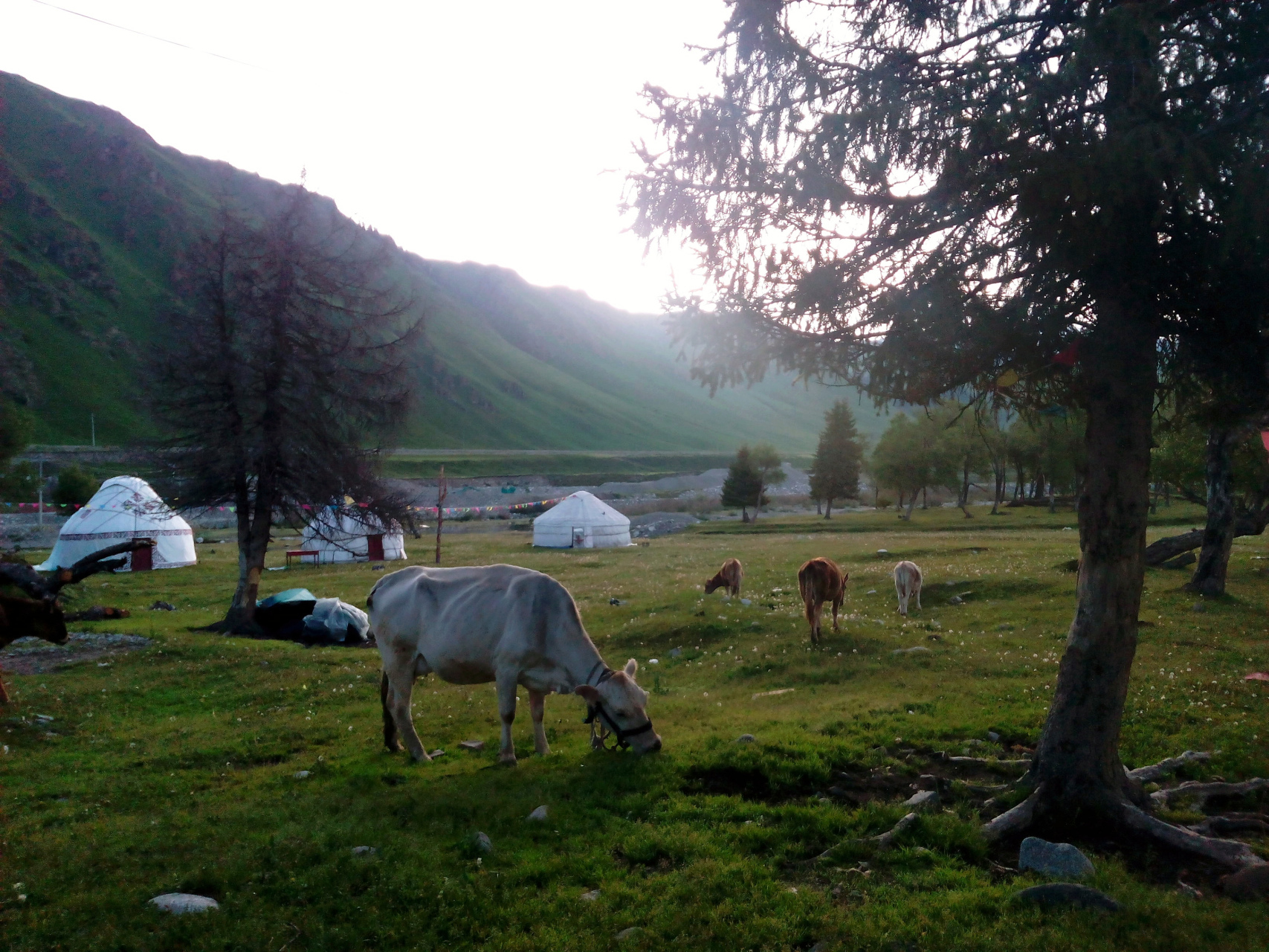 清晨是一幅美丽的画卷,贪婪地享受这份心静,安宁,祥和.