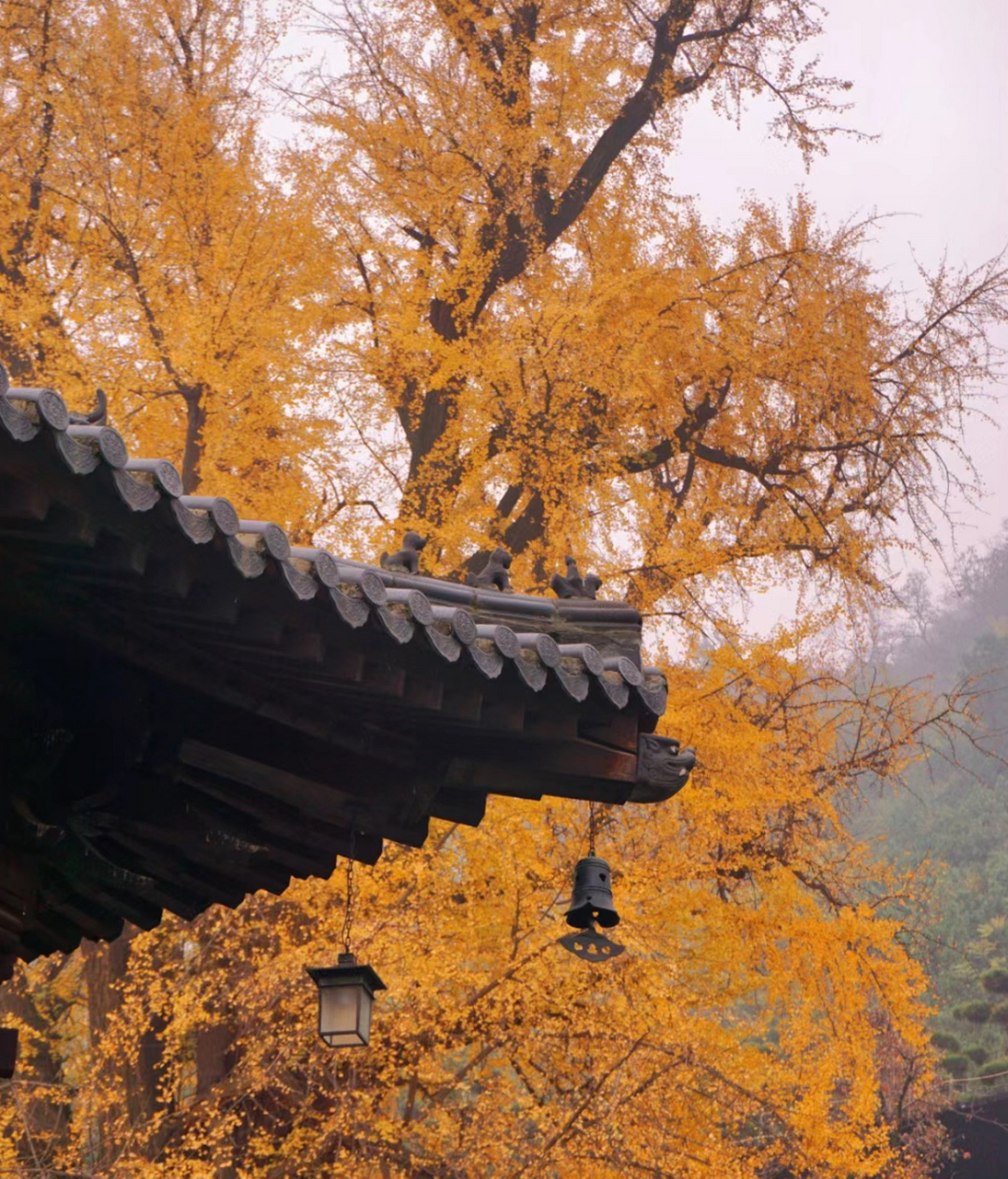 说到西安的秋景,一定不要错过的地方那就是古观音禅寺