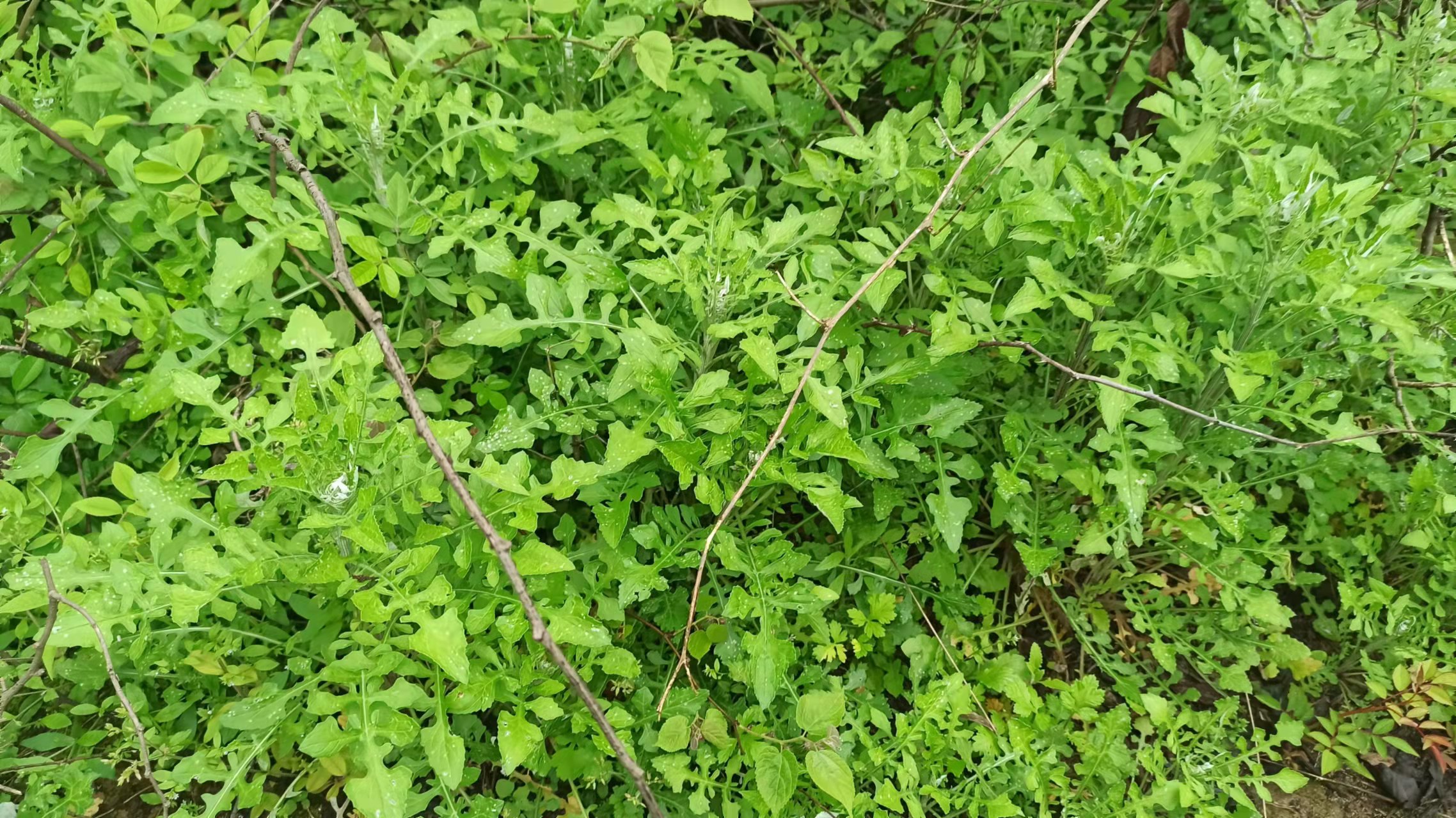 泥胡菜又叫剪刀菜即是野菜又是中草药,你们吃过吗?