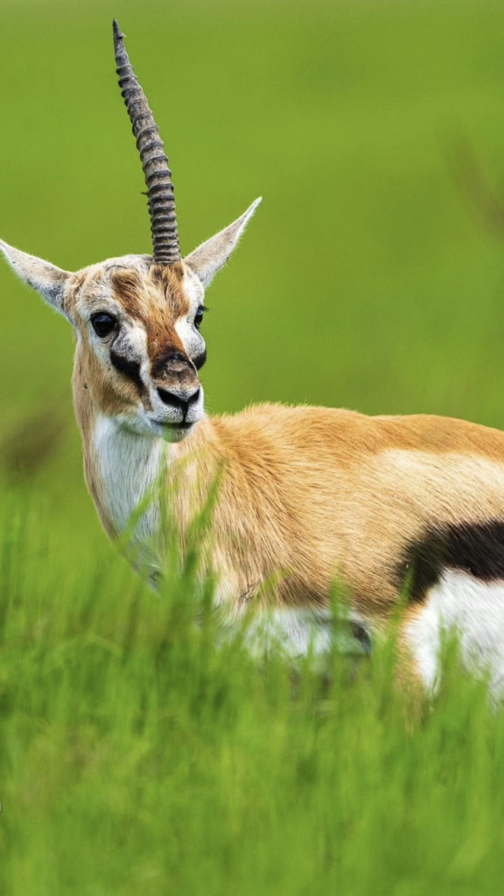 这只羚羊头顶上只有一只角,它是在同类的打斗中失去了另外一只角,食草