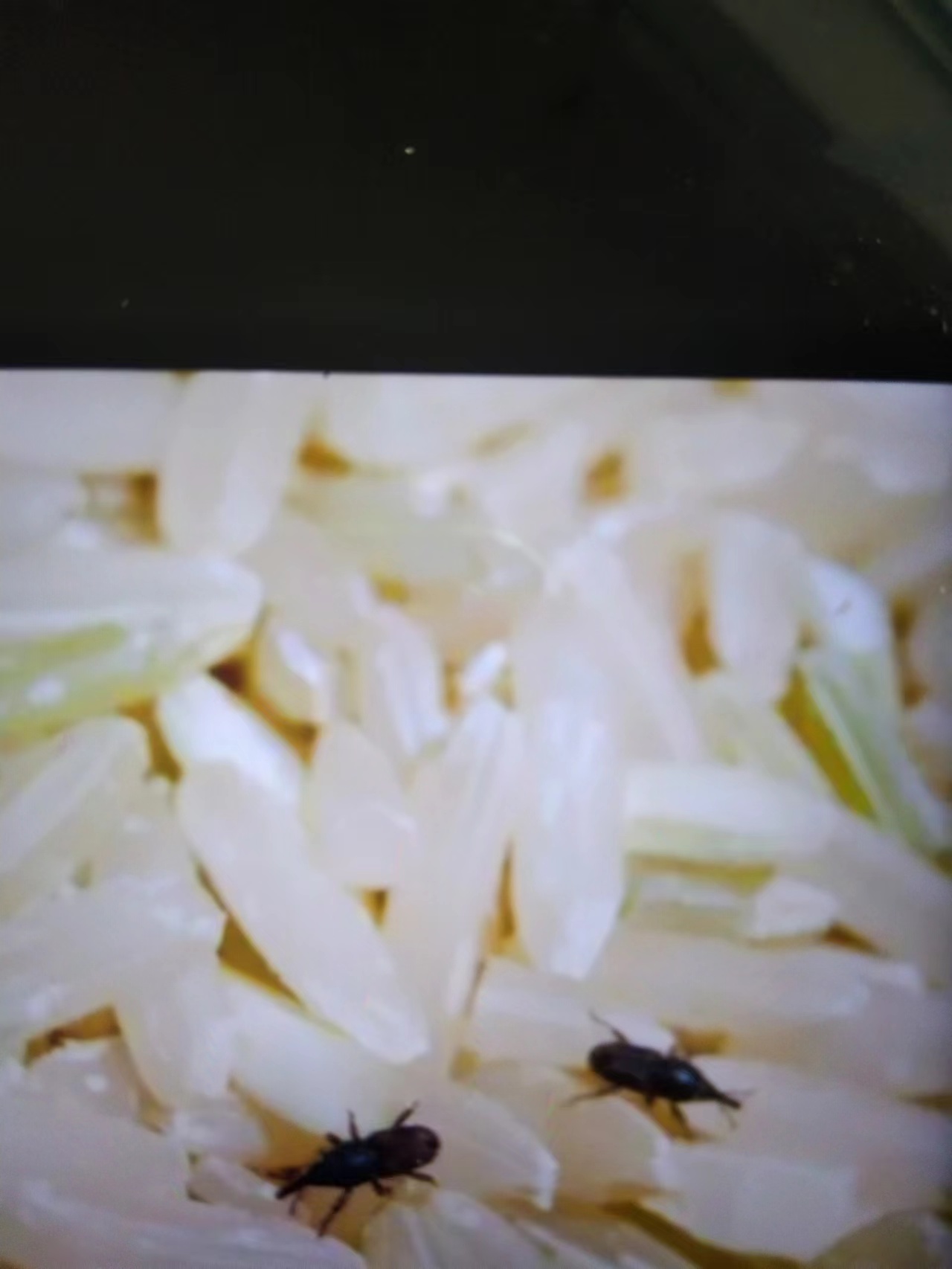 下图这种虫子,我们农村老家人叫它"油子(音)".