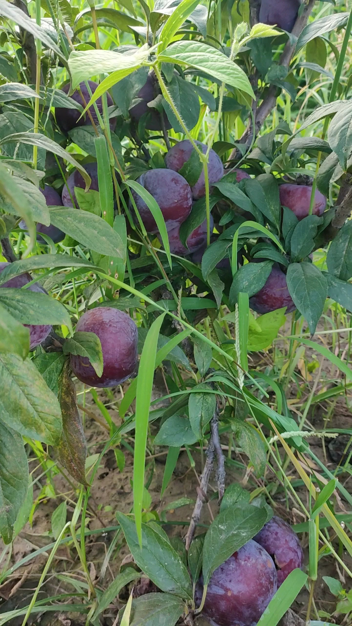 哪里有黑布林李子苗 黑布林李子苗价格 黑布林李子苗多少钱一棵-度小