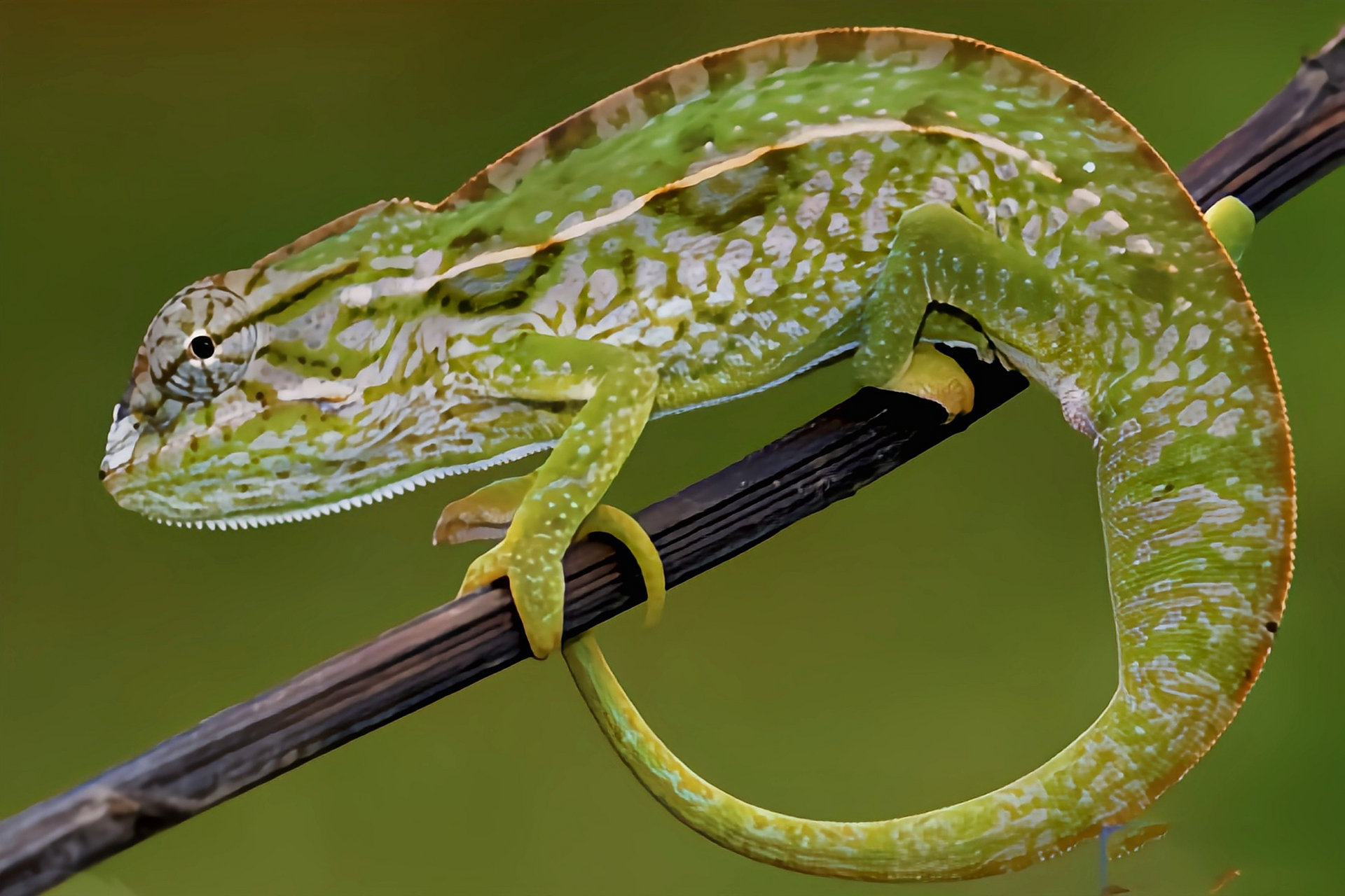 每天认识一种动物——地毯变色龙 地毯变色龙原产于马达加斯加群岛,是