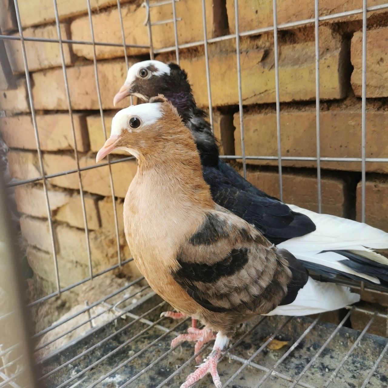 天使鸽子一对,宠物分享!