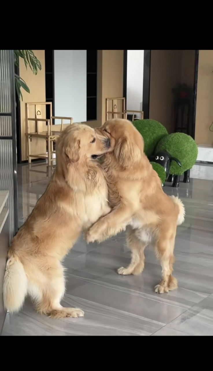 两只狗打架