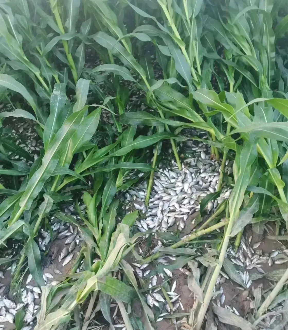 今年的洪涝灾害确实严重,玉米地的洪水过后本想出去把被冲垮的玉米杆