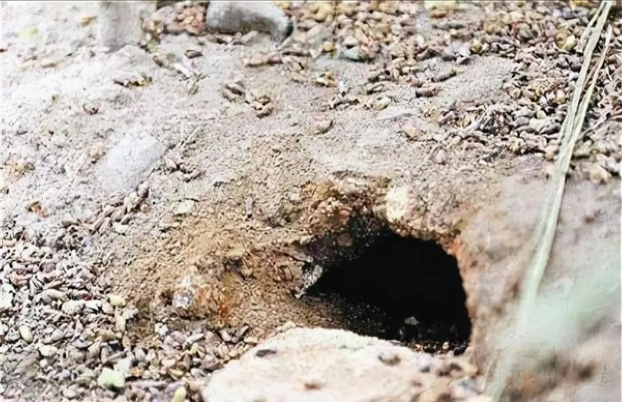 1989年,"灭鼠大王"邱满囤一次性灭鼠35万只,重量达到了80多吨,如此