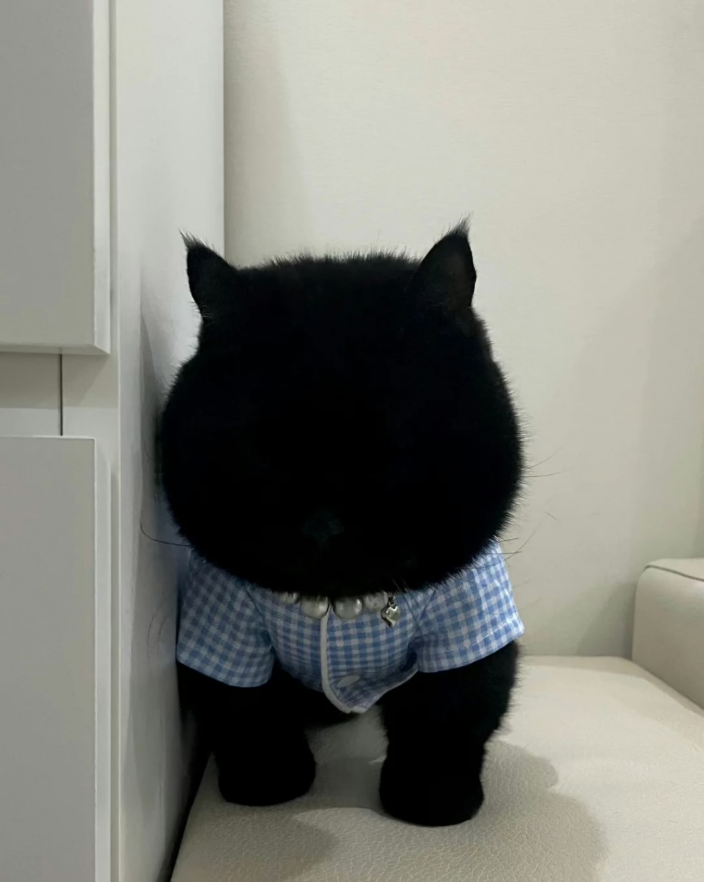 小猫咪会皱眉哎,不信你看它的表情 #搞笑# #猫咪