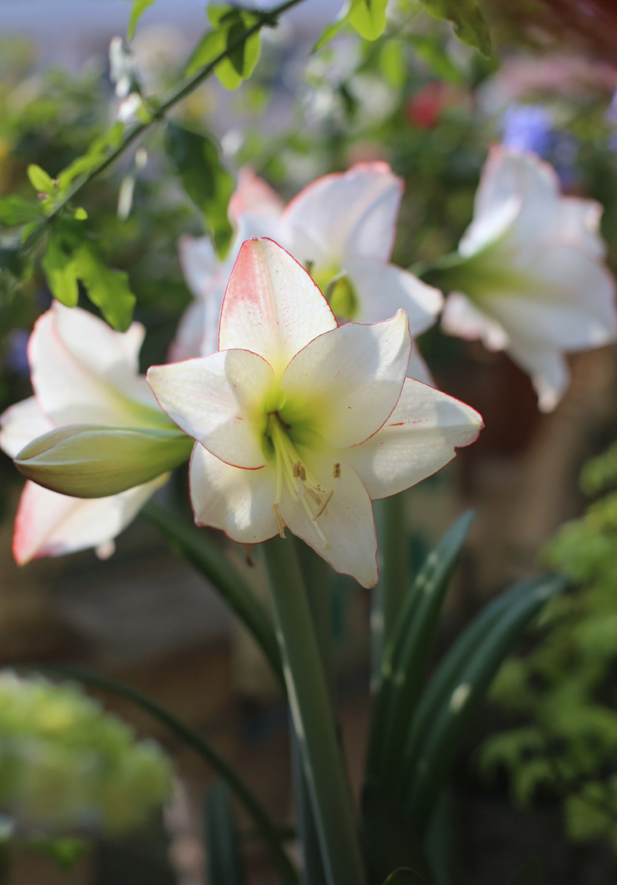 蓝雪花树下的朱顶红花边石竹 67