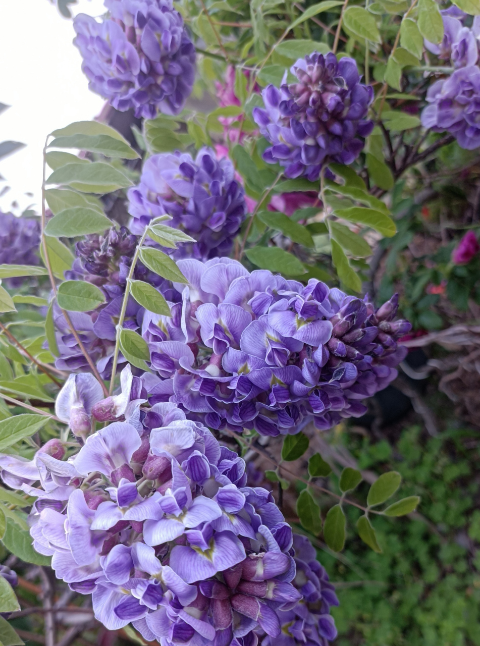 蓝月亮紫藤开花图图片