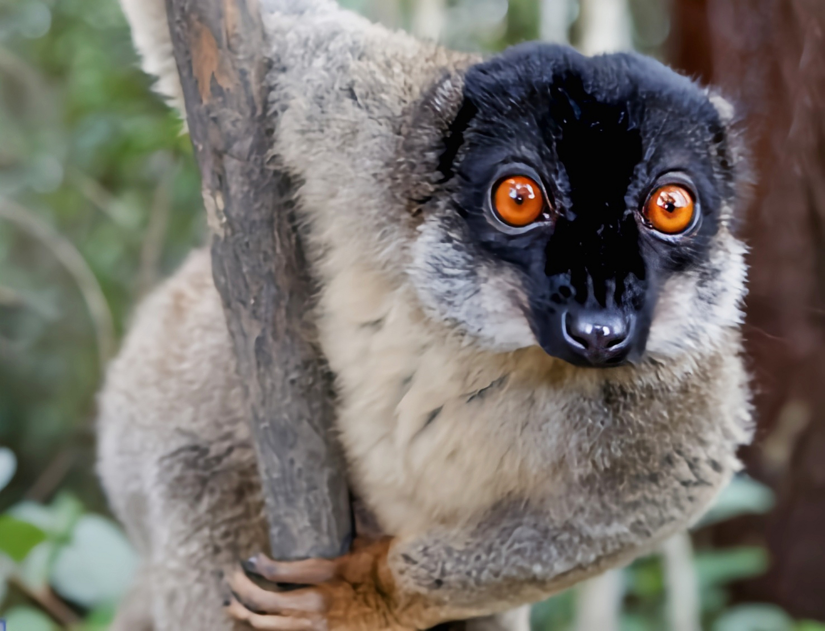 每天认识一种动物——白领美狐猴 白领美狐猴 是马达加斯加特有动物