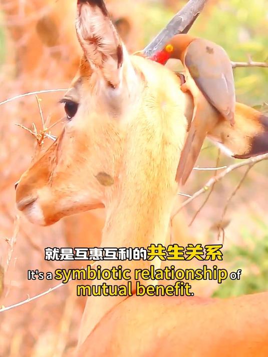 一群小鸟疯狂啃食河马的伤口,原来这是动物界的啄木鸟,牛椋鸟