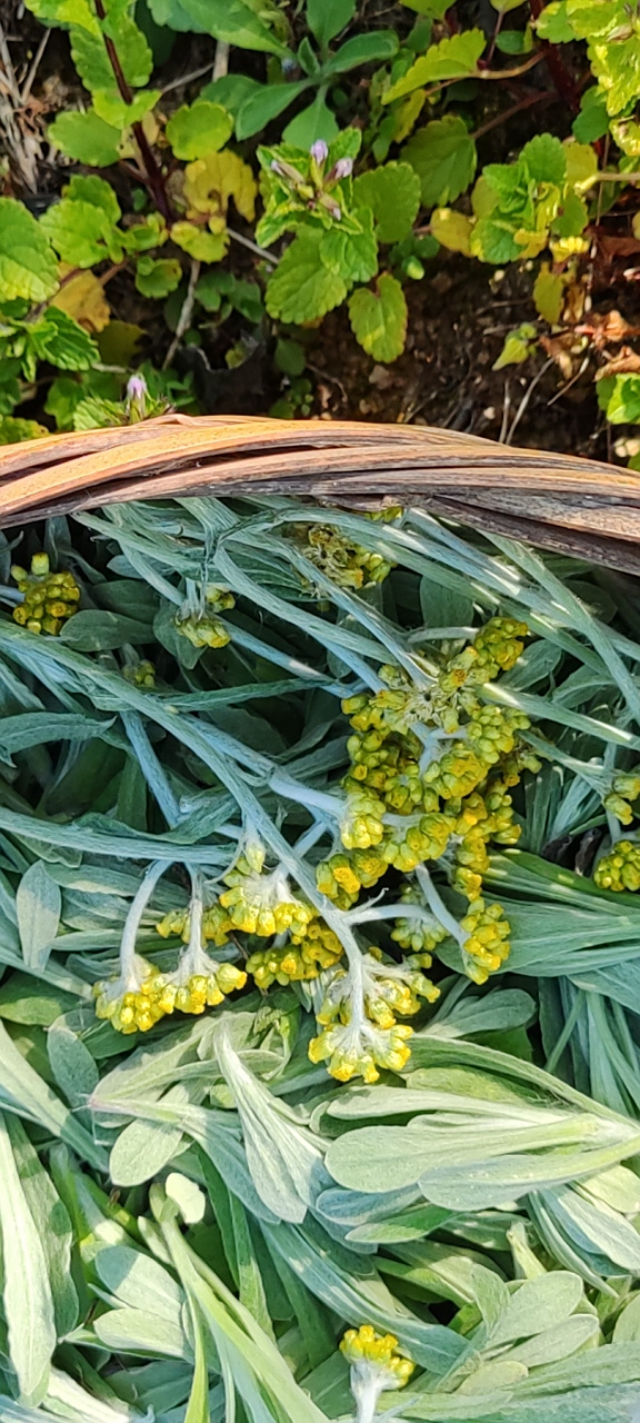 春天来了,也是摘野菜的季节