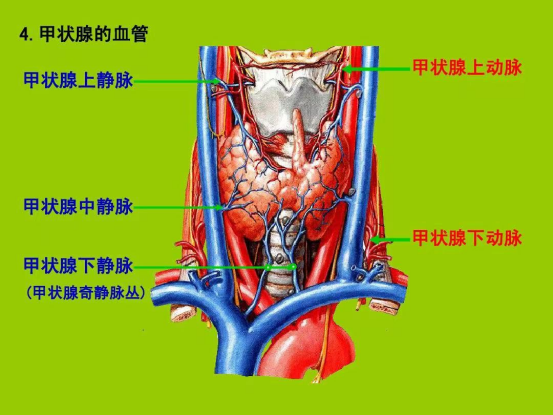 甲状腺中部背侧靠近甲状腺上动脉吗甲状腺奇静脉丛甲状腺血管解剖图谱