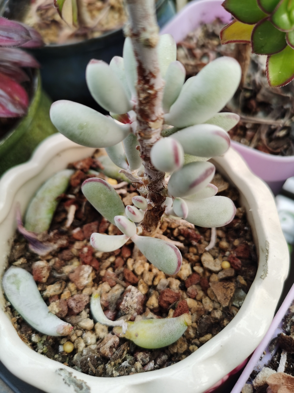 棒叶福娘的白霜真的很厚 多肉福娘属于景天科,银波锦属多肉植物,原产