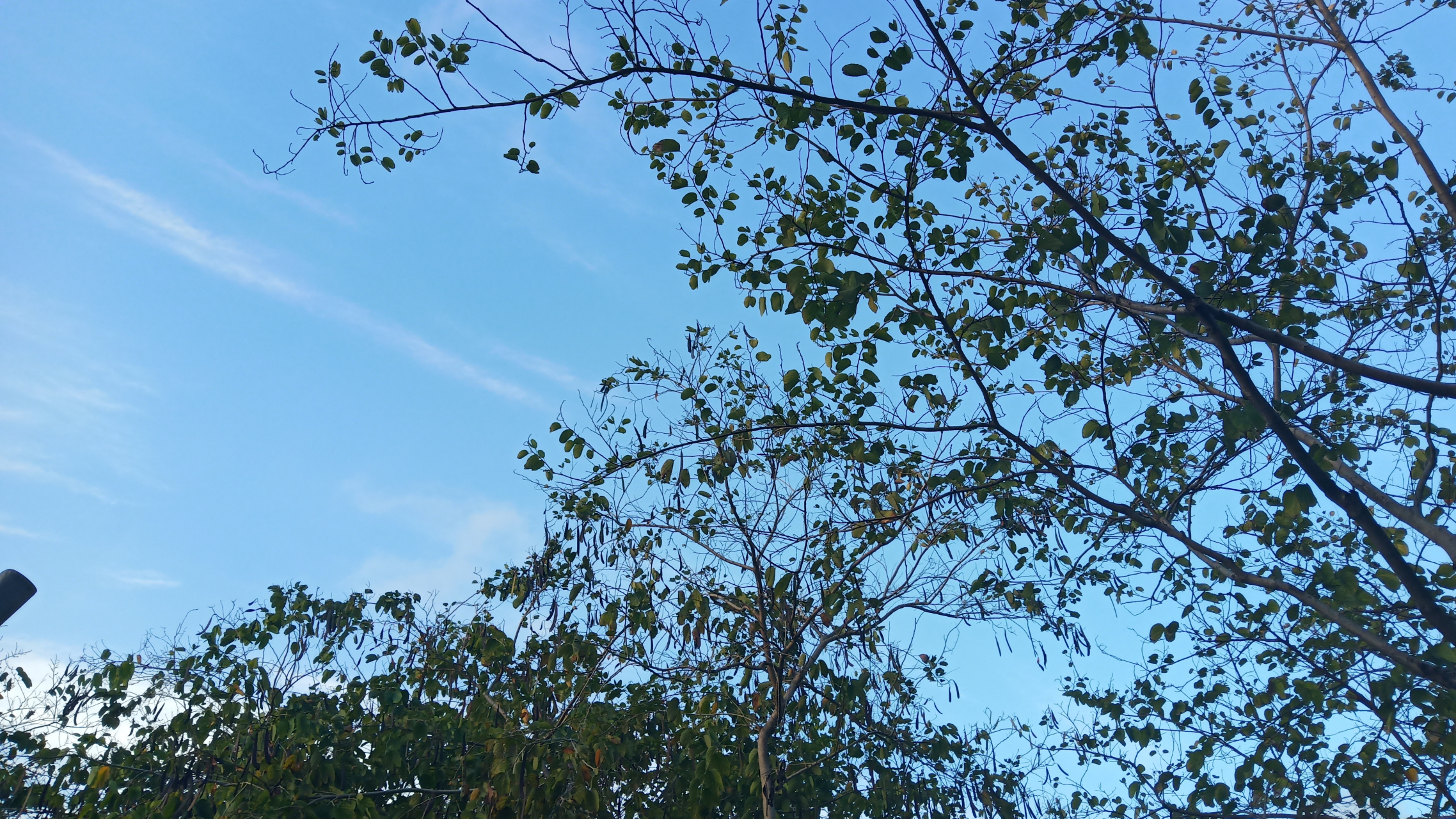 好美呀,蓝天白云,绿树成荫,傍晚有些风,还有夕阳相伴,美景拍下来跟
