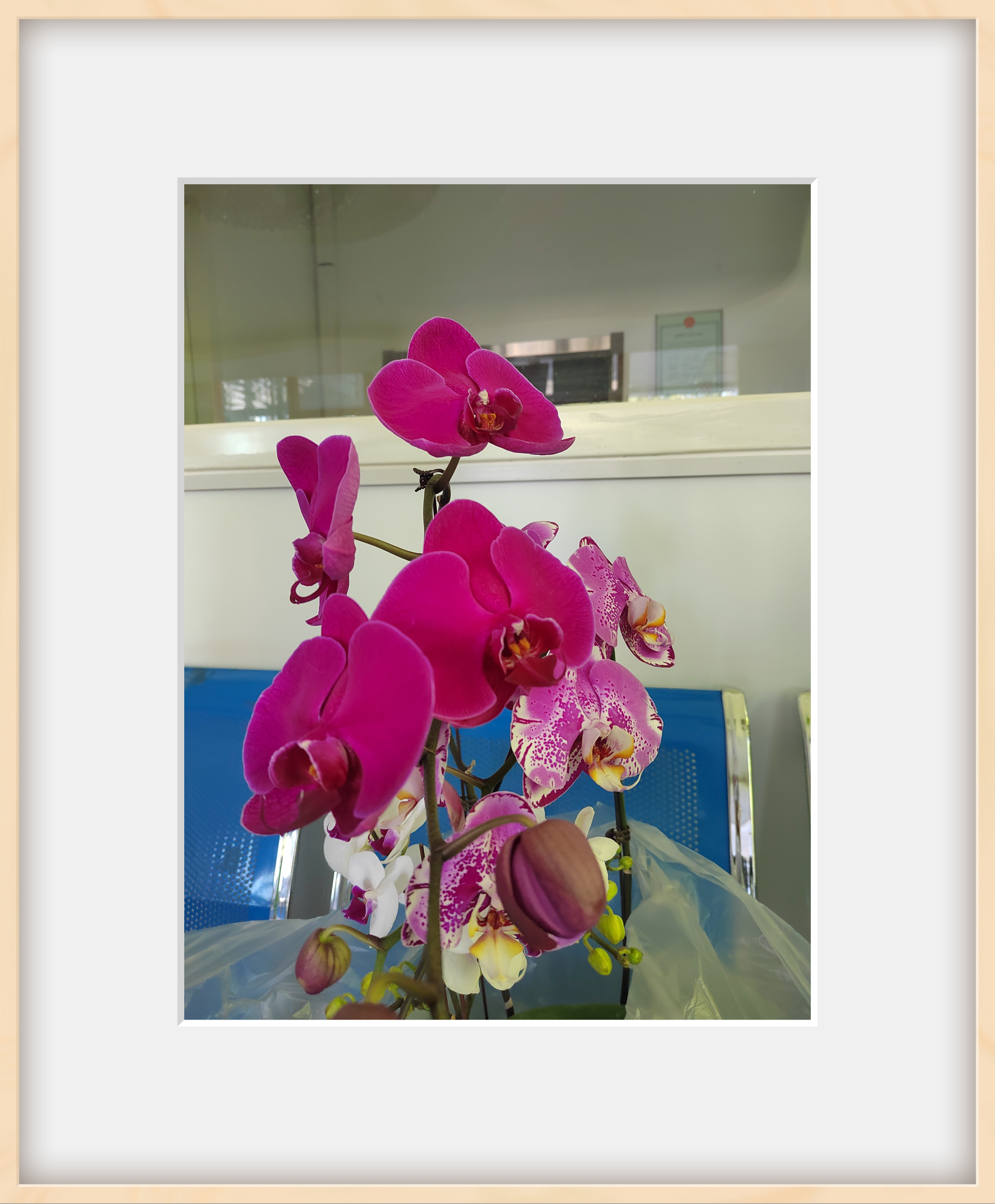 红蝴蝶玉蝴蝶紫蝴蝶