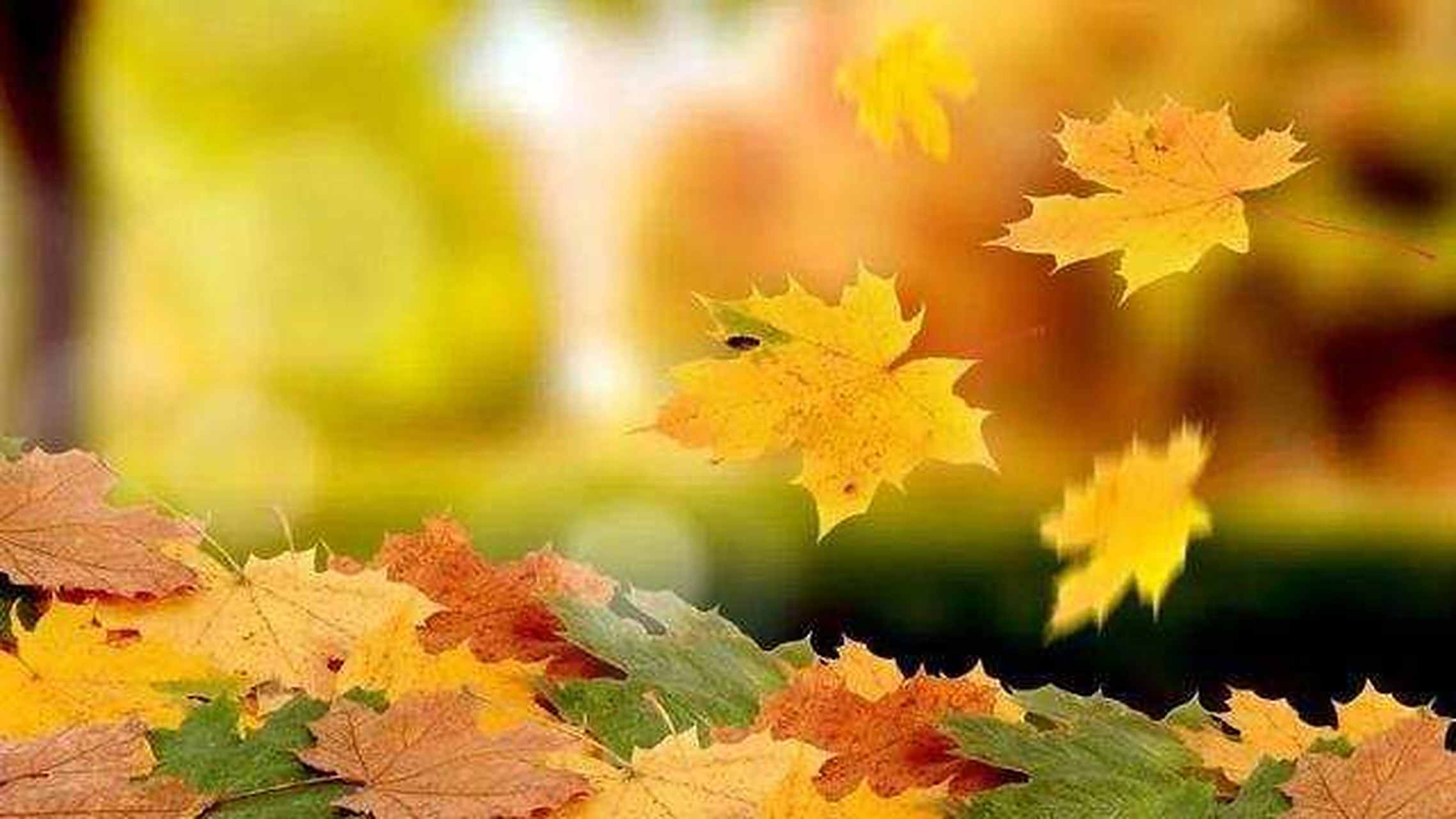 原创诗歌:《落叶的欢歌》 秋天到了,  树叶黄了,  我将告别树枝伴随着