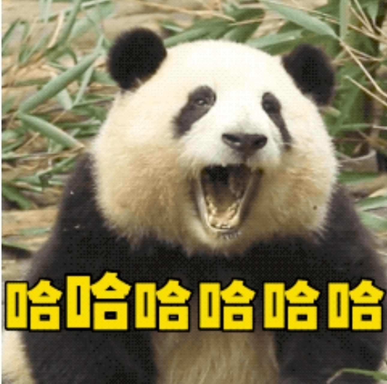 花花专属表情包——每日快乐源泉,拿走不谢 #大熊猫花花# #表情包