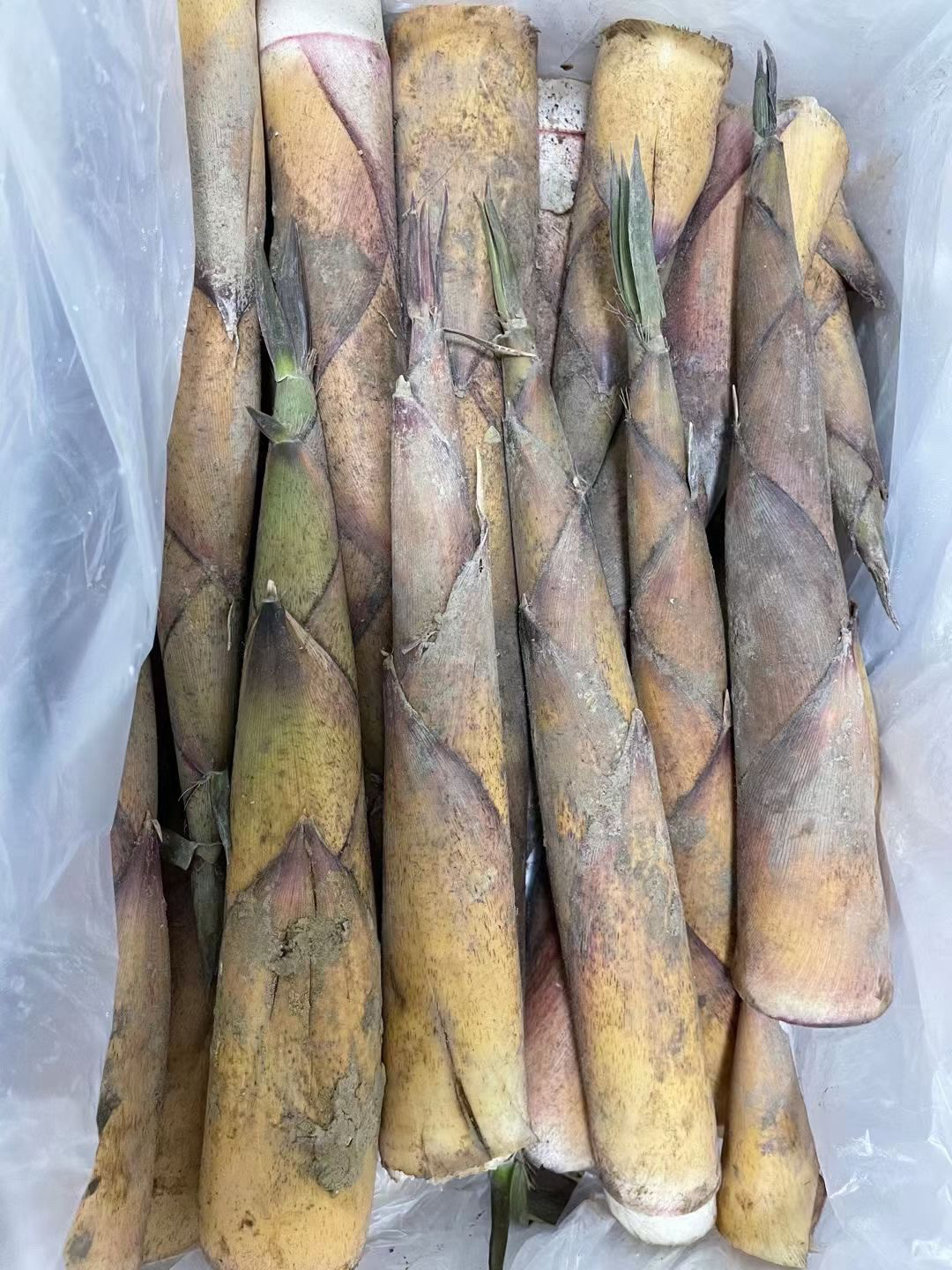 福建新鲜甜笋有需要的来全国包邮