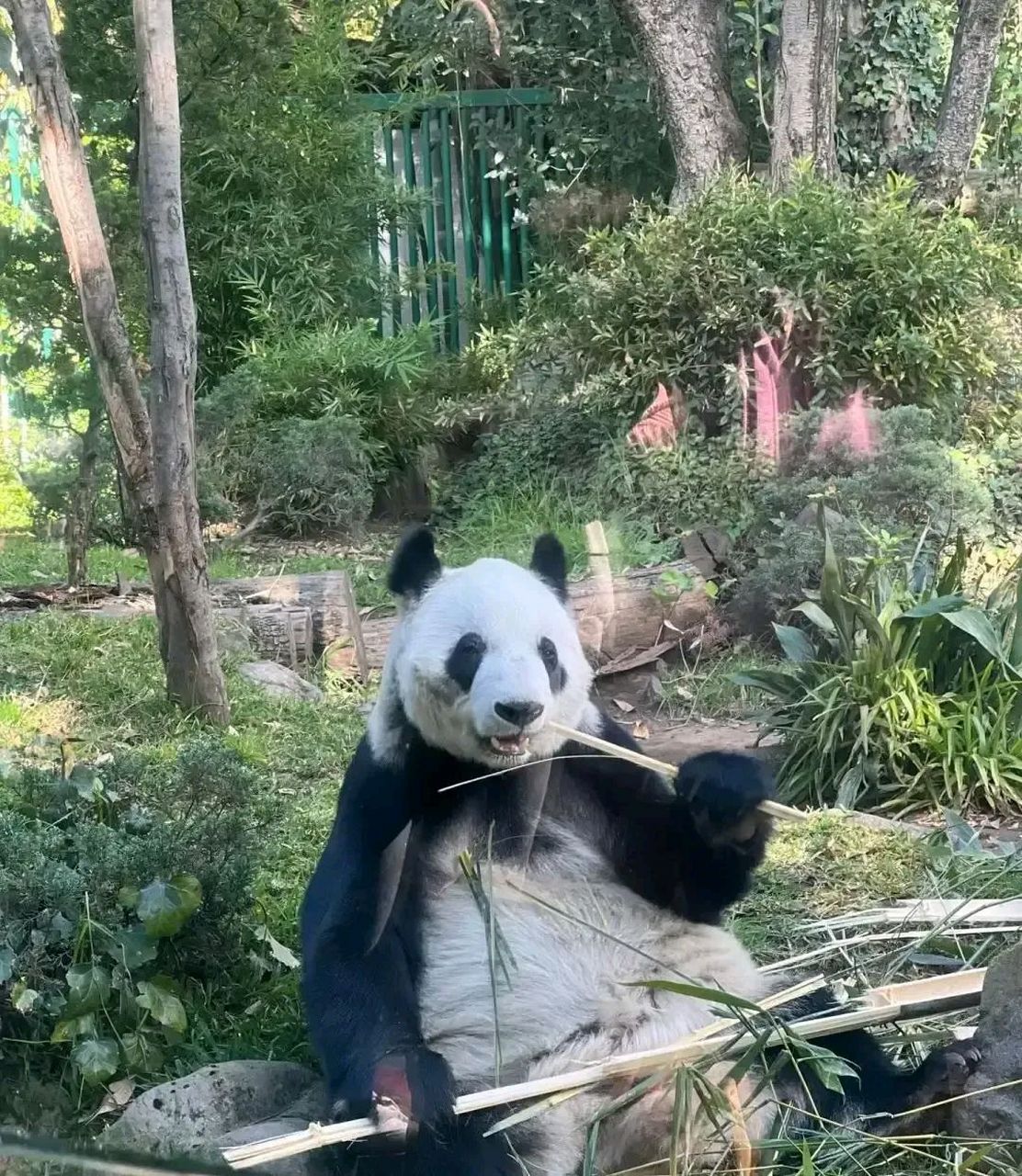 大熊猫龙欣图片