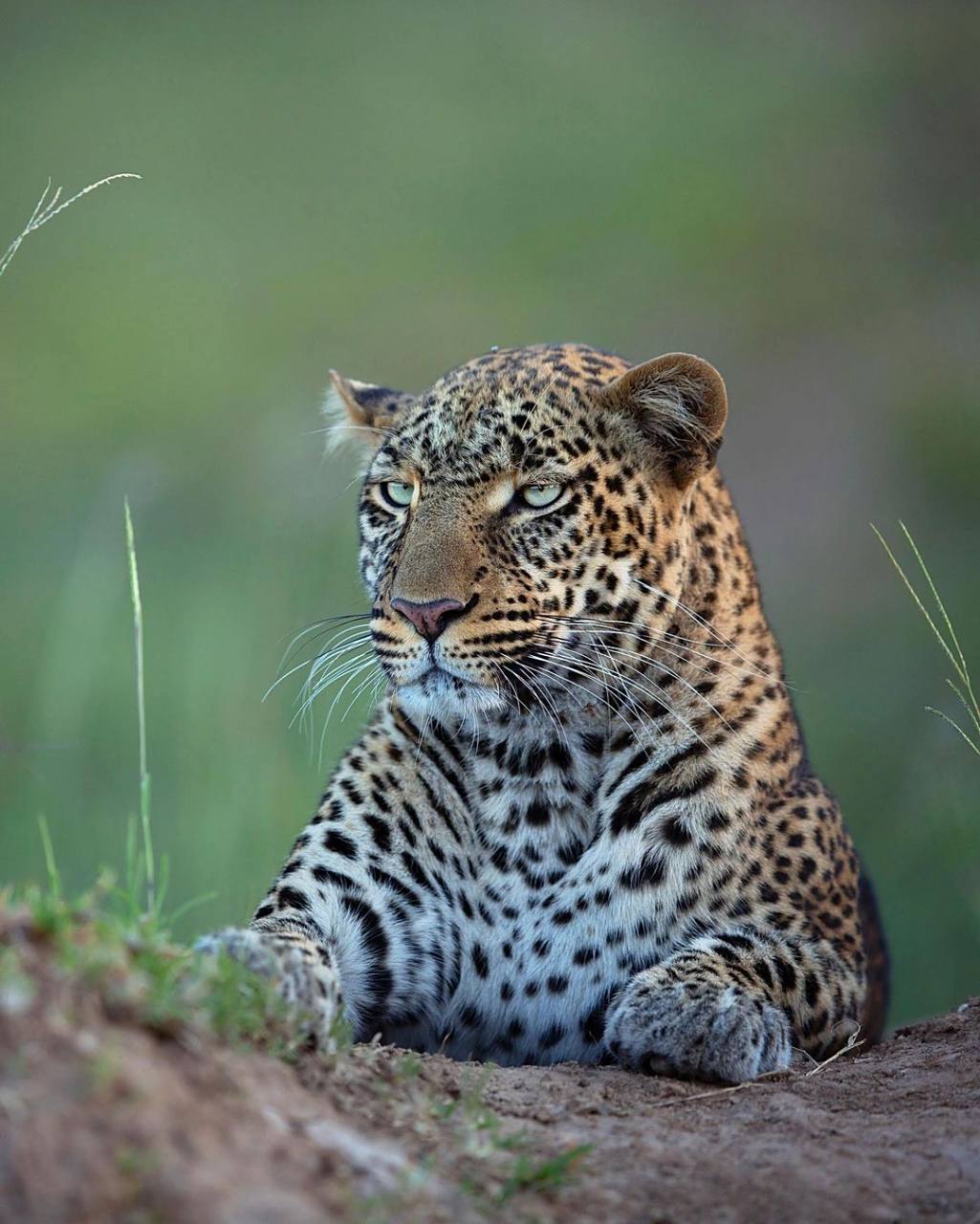 90来自肯尼亚的豹子照片,你最喜欢哪一张?