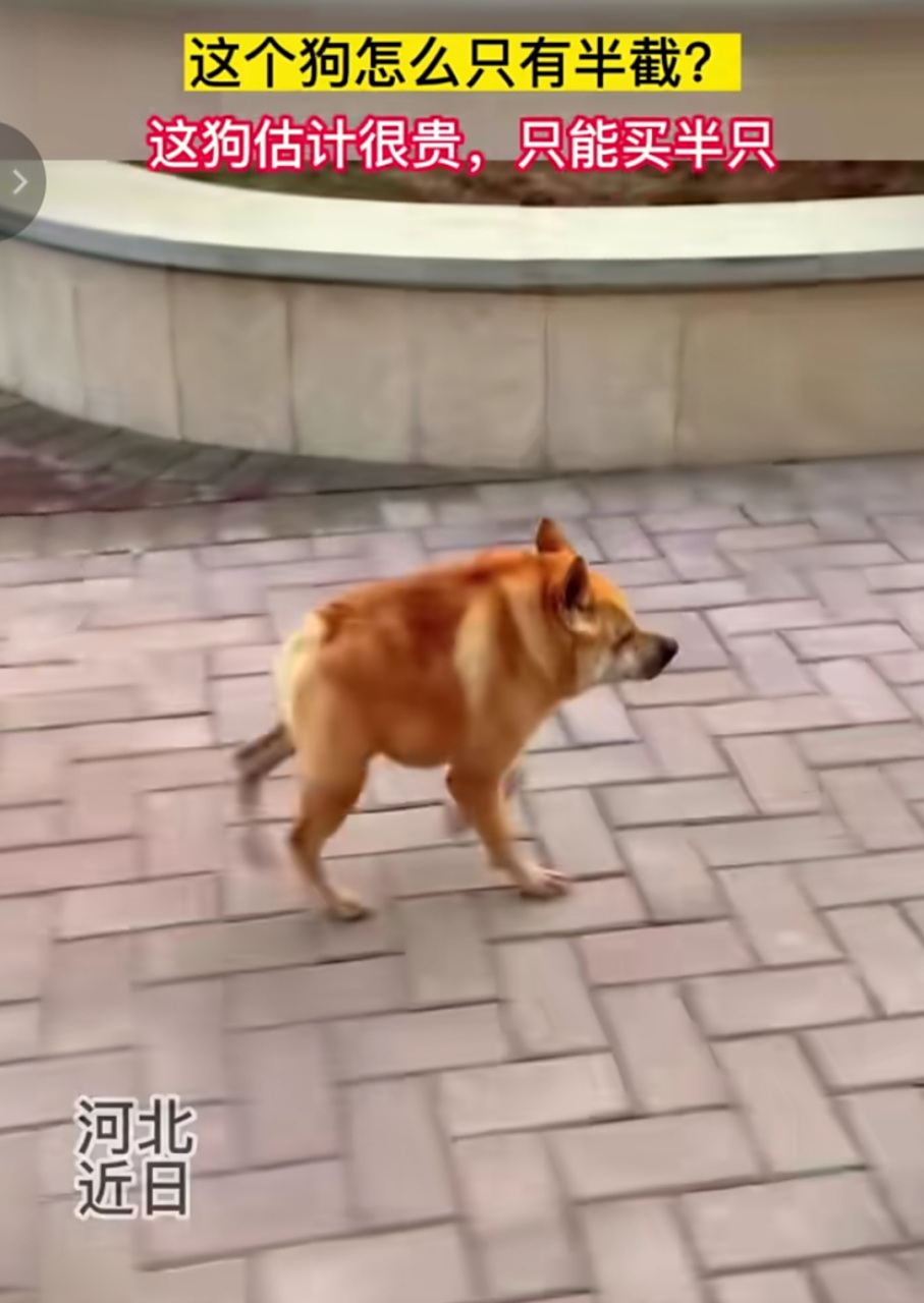 这个狗怎么只有半截?这狗估计很贵,只能买半只[捂脸]