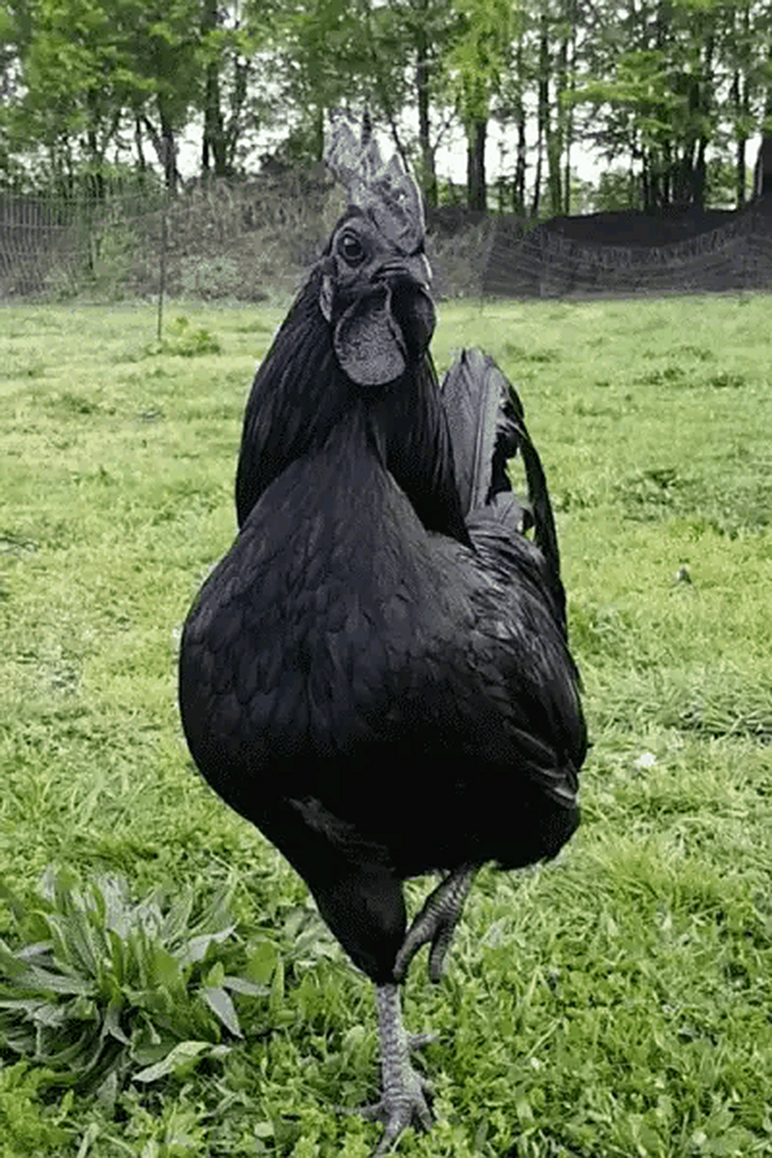 世界上最贵的鸡--印尼金属鸡 瑞典黑鸡,又名印尼金属鸡,鸡中的"