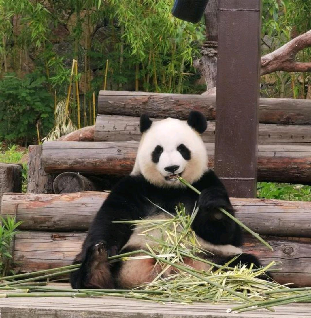 认识大熊猫之南京汤山紫清湖野生动物世界