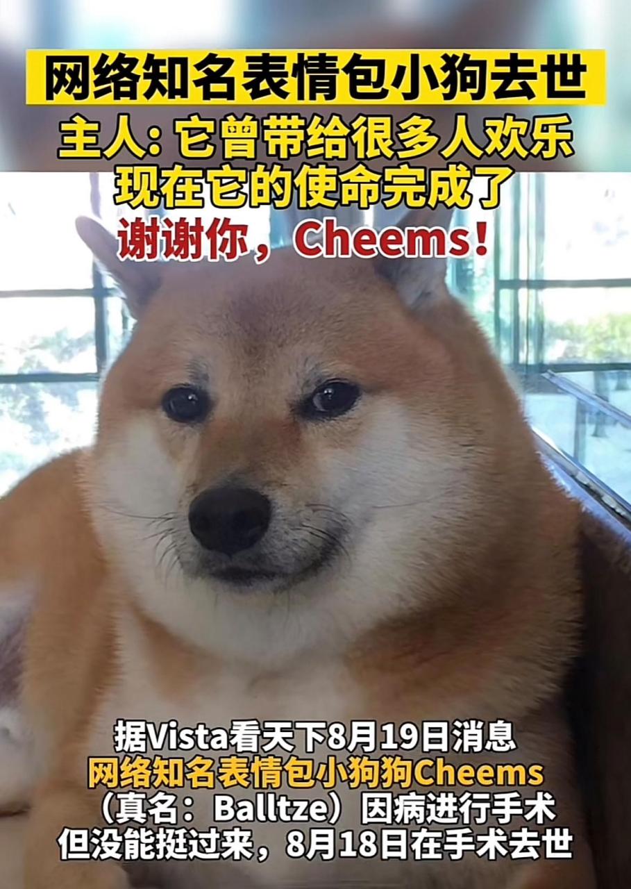 让我们一起说一句  谢谢你,cheems!