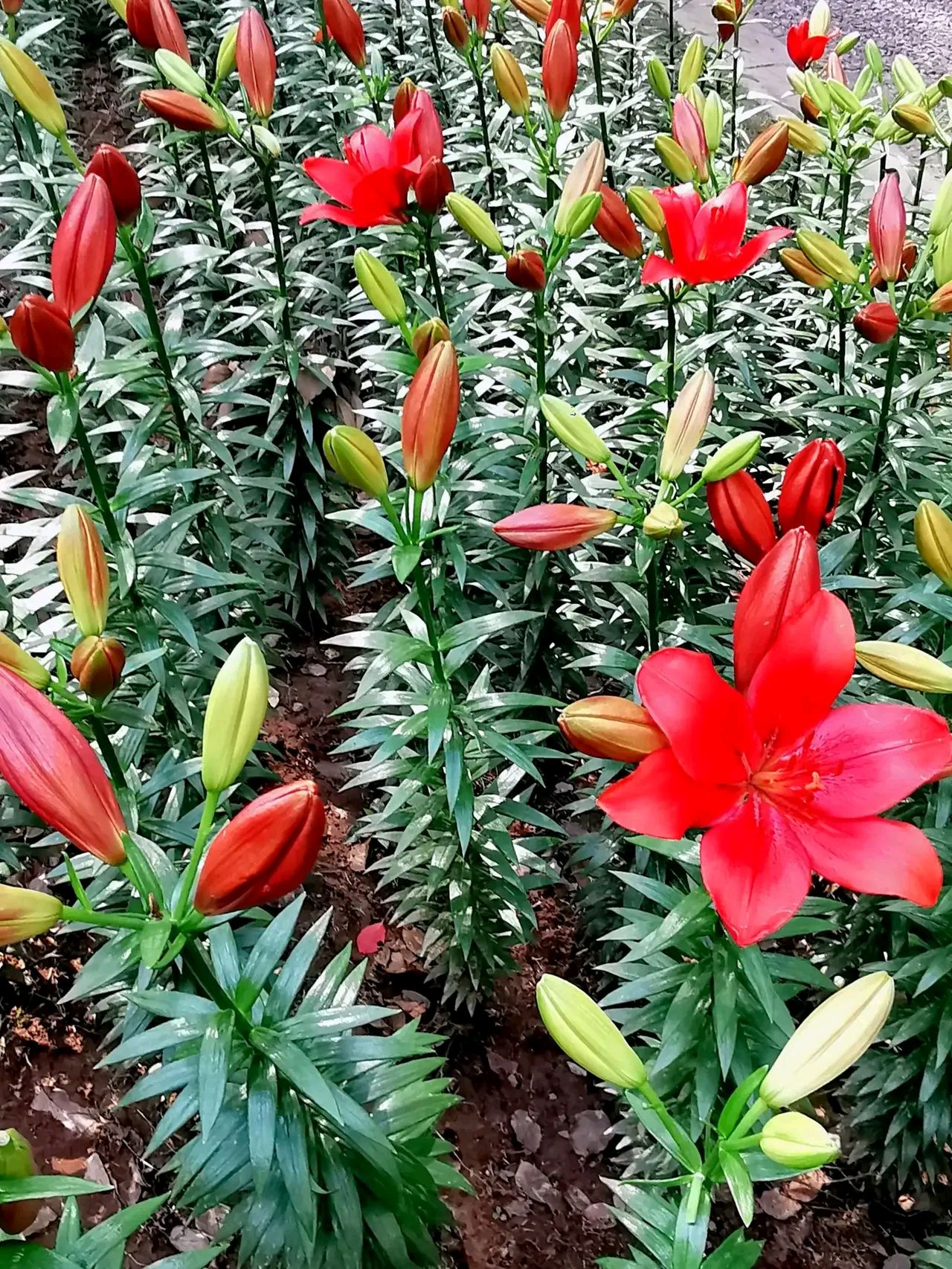 百合花珠芽图片