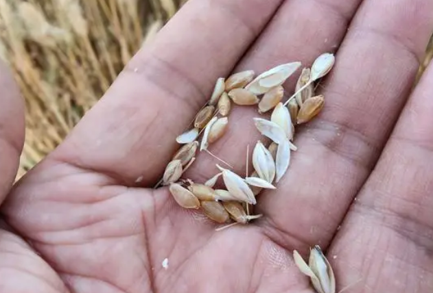 马兰1号小麦品种