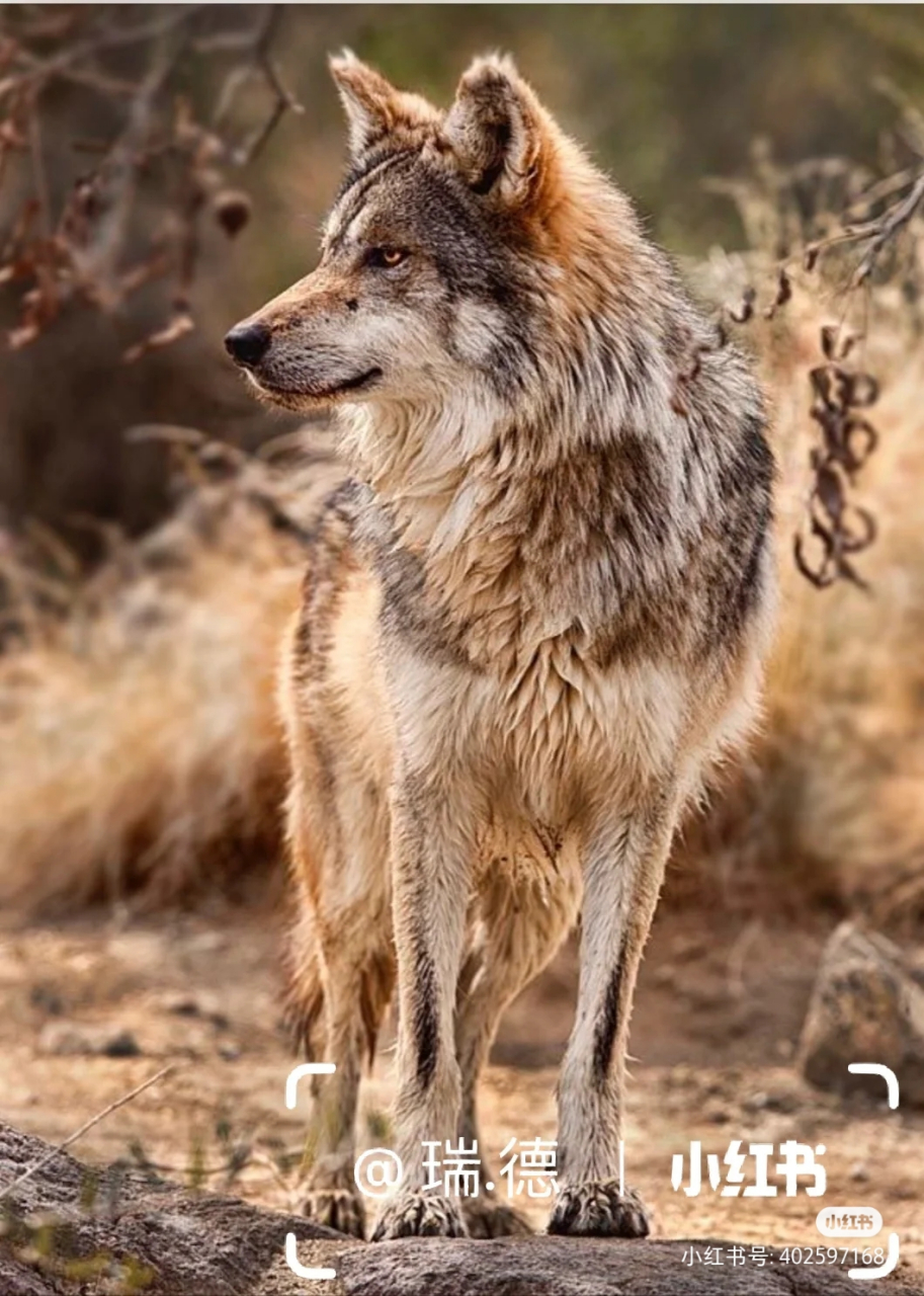 西伯利亚平原狼