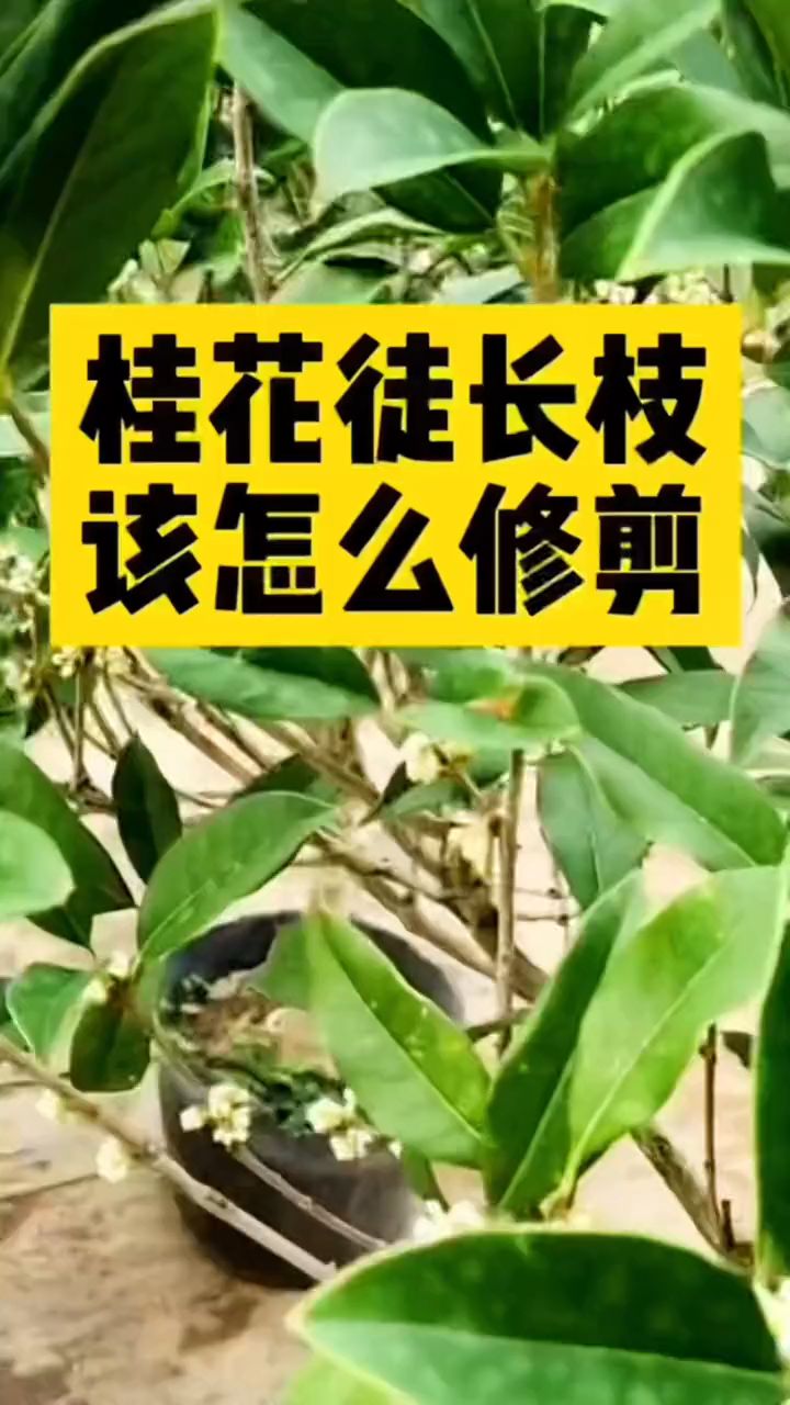 要想桂花开爆盆,学会这样修剪