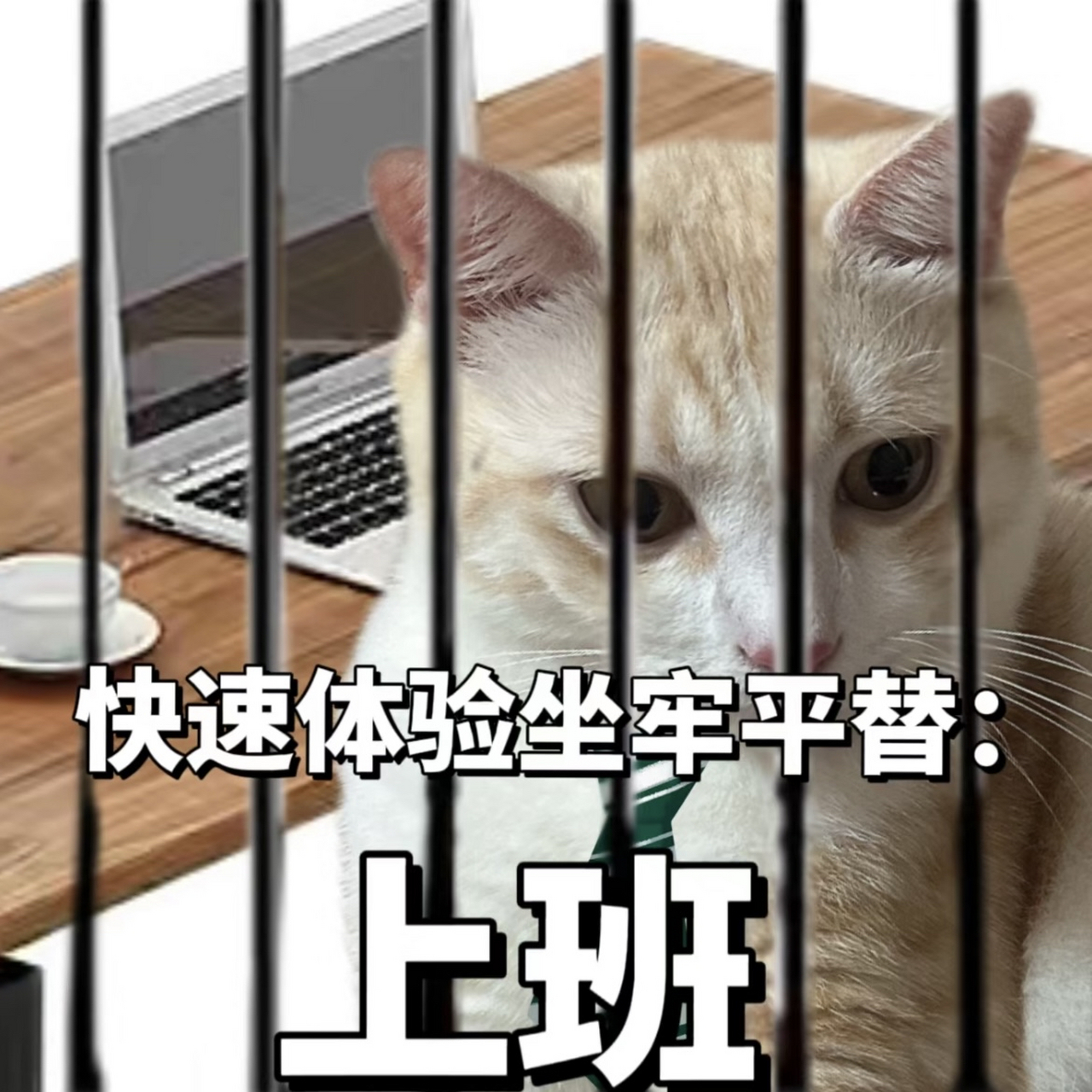 表情包|一周猫猫上(坐)班(牢)打卡[吃鲸]