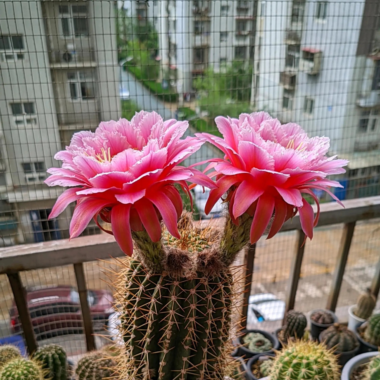 毛花柱七仙女,这花是真仙气啊