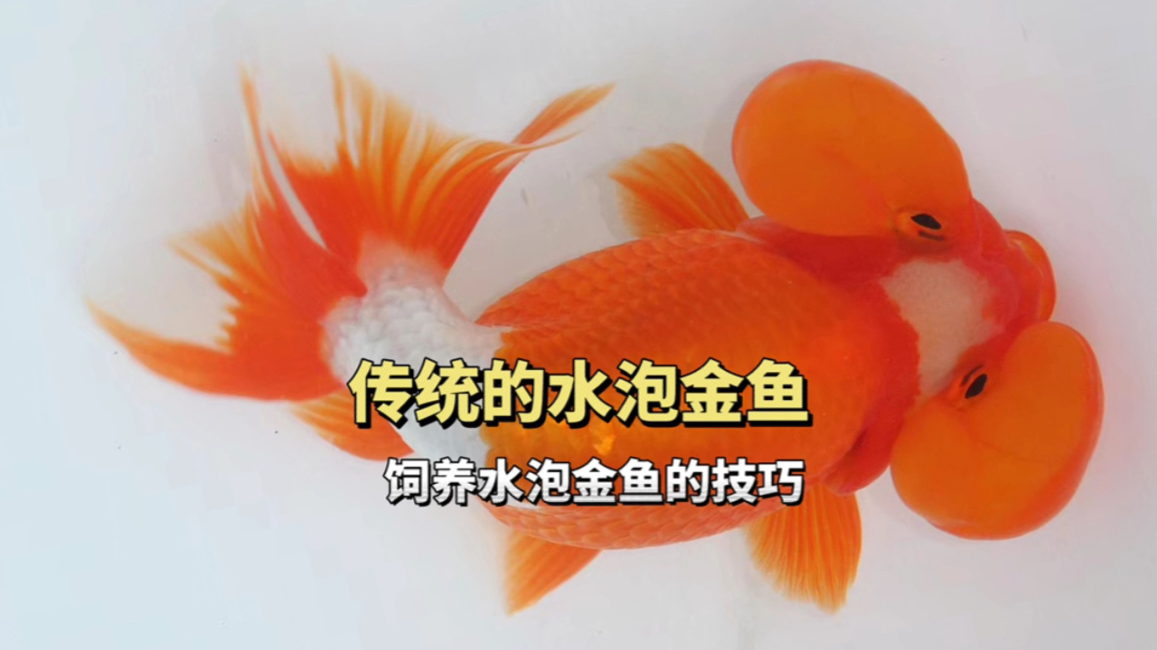 传统金鱼里逗比,水泡金鱼,饲养的技巧