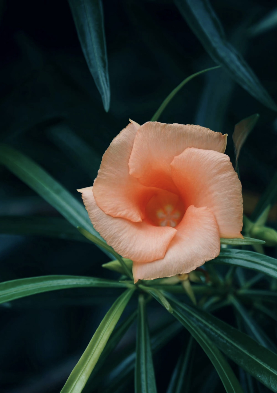 红酒杯花,没有见过吧?